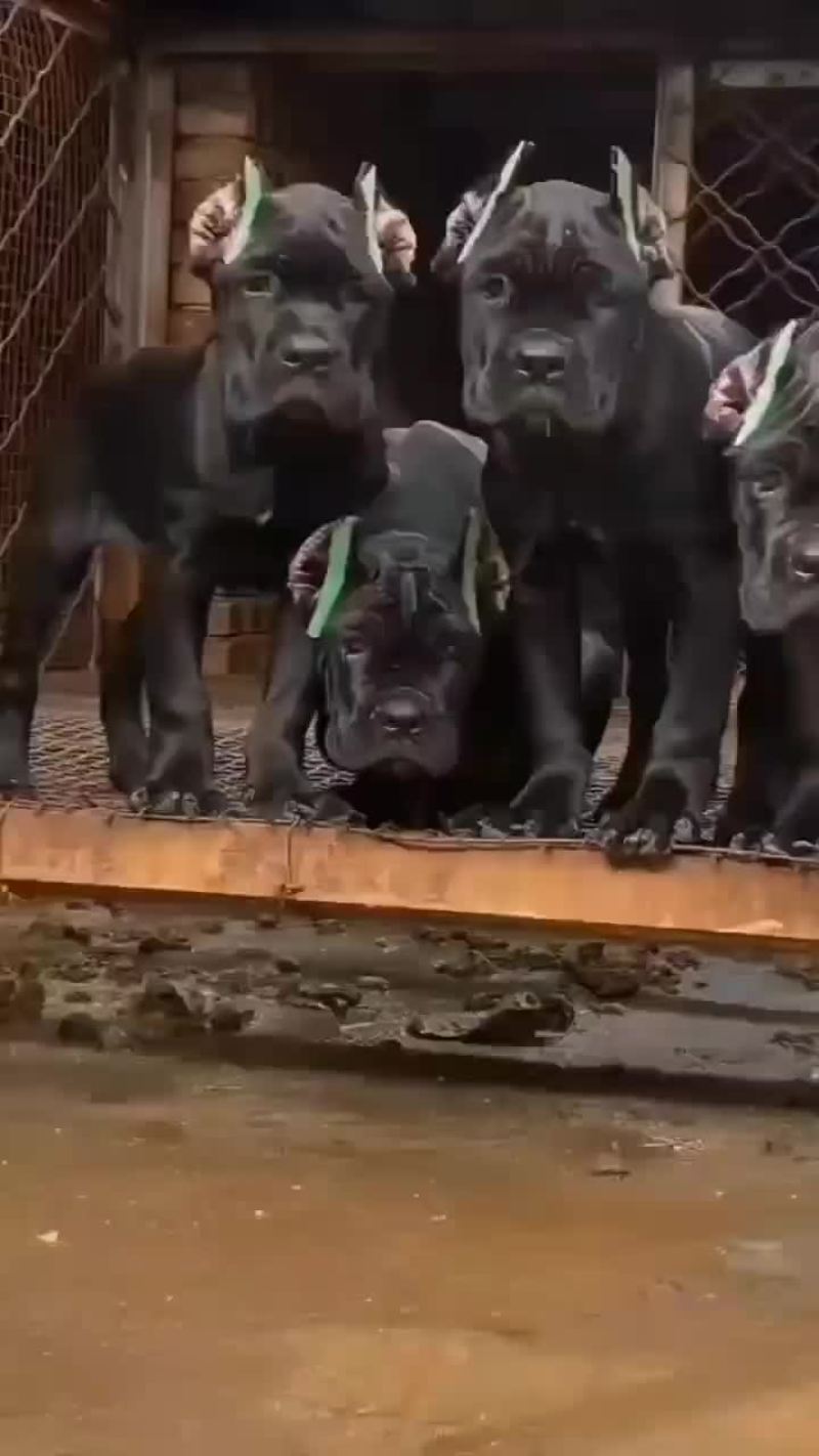 大量供应卡斯罗，杜宾犬和各种幼犬的品种狗狗。