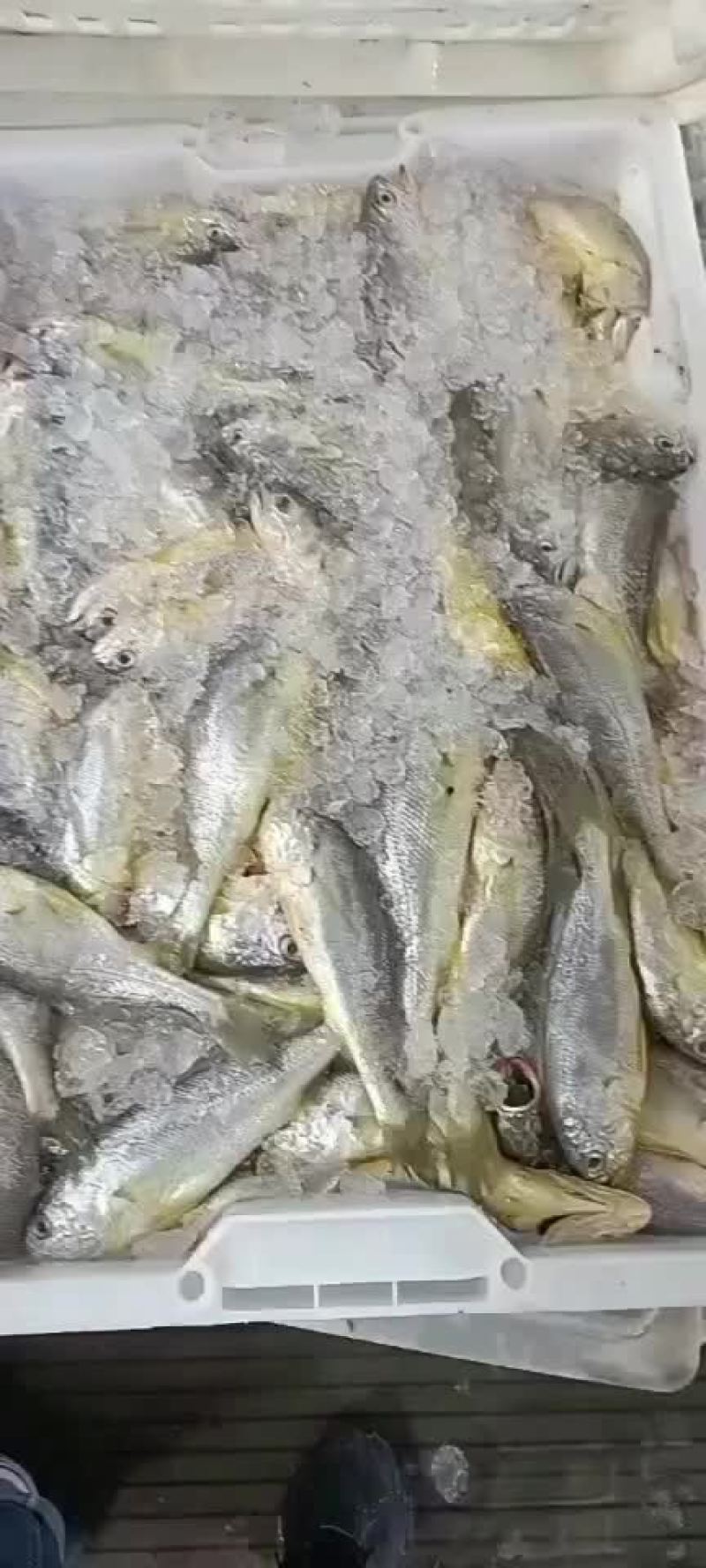 冰鲜小黄花鱼特价处理2000箱清仓处理