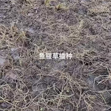 种苗种批发