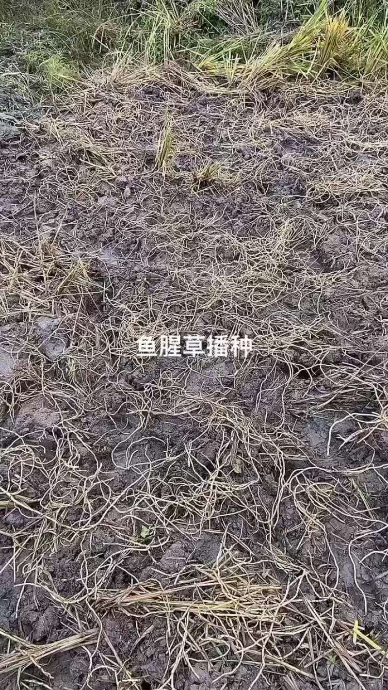 种苗种批发