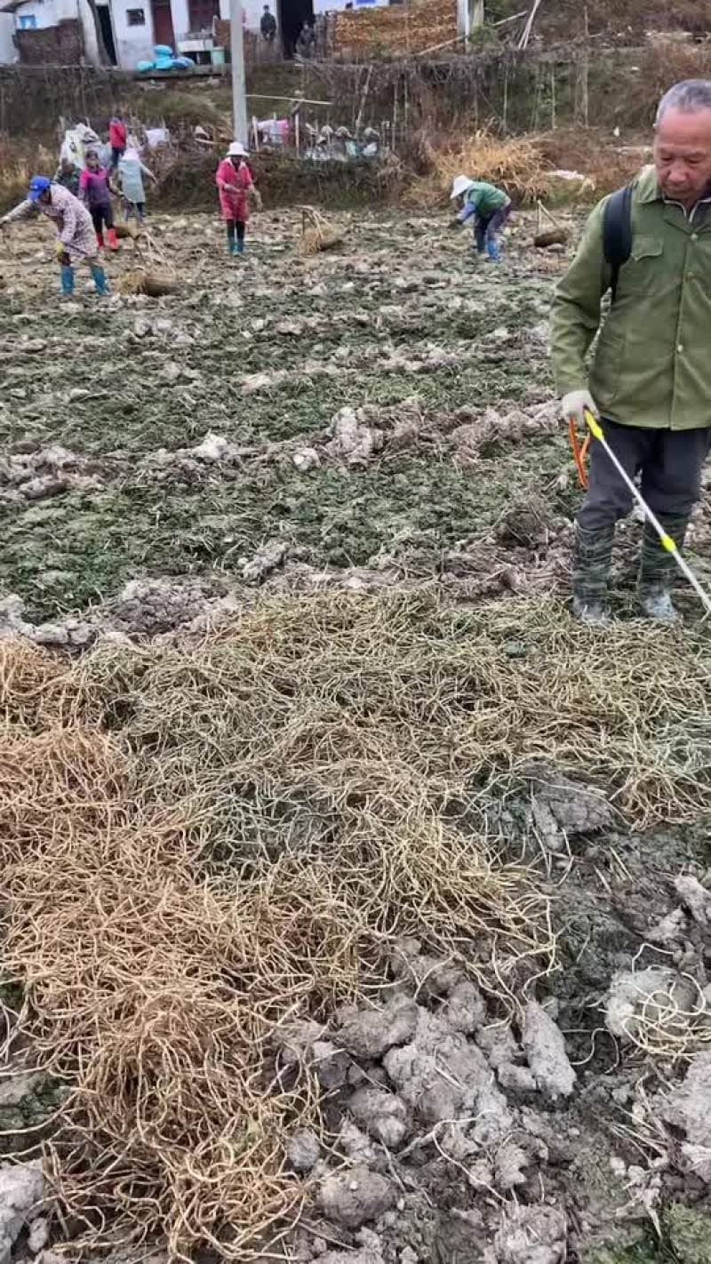 种苗种批发