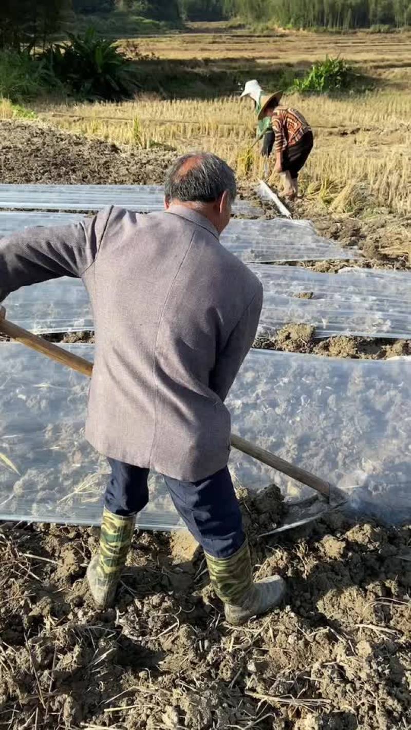 种苗种批发