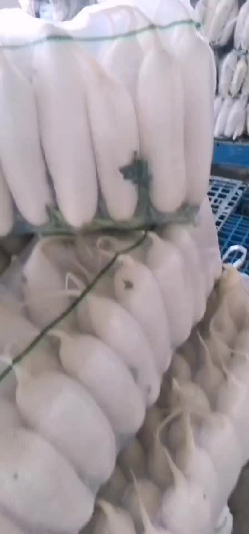 精品白萝卜