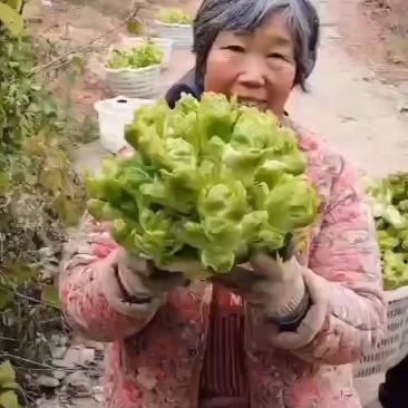 精品本地儿菜，净菜，无空心无冒苔，无红头