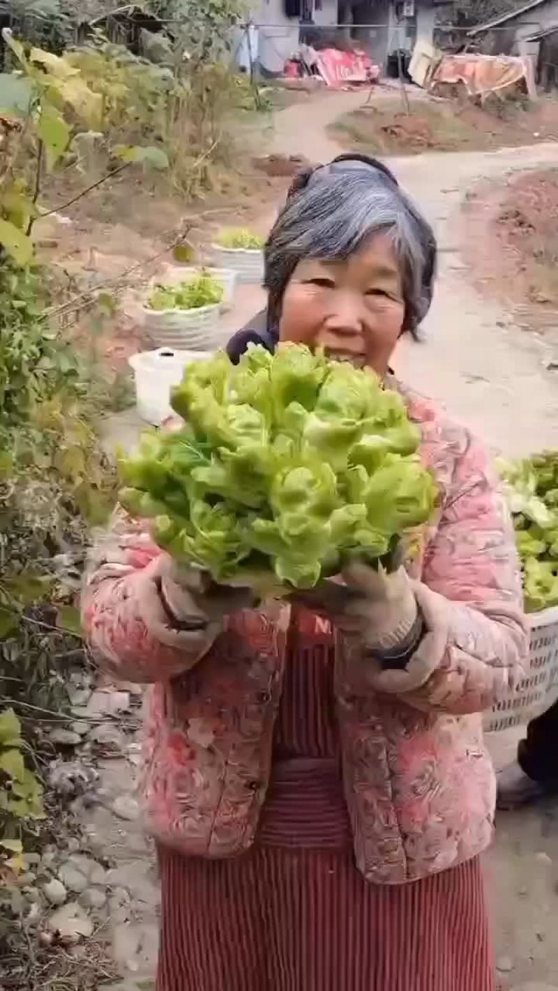 精品本地儿菜，净菜，无空心无冒苔，无红头