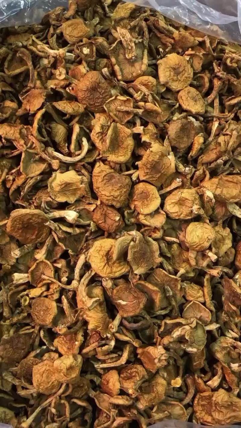 滑子菇冒头新货，型好肉厚，货干整齐，一件30斤