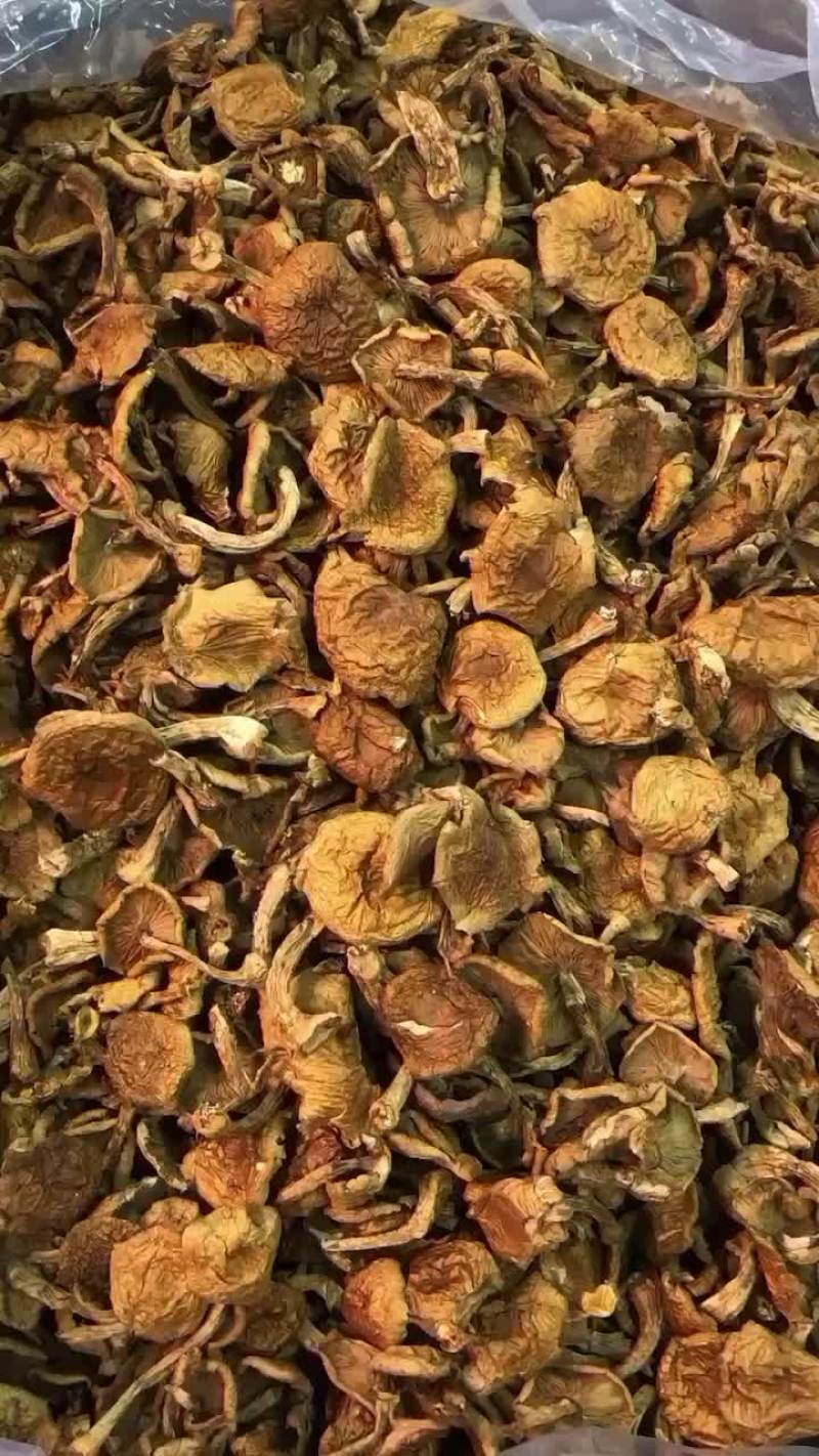 滑子菇冒头新货，型好肉厚，货干整齐，一件30斤