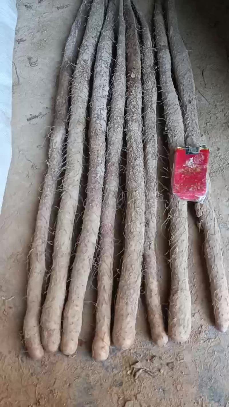 铁棍山药
