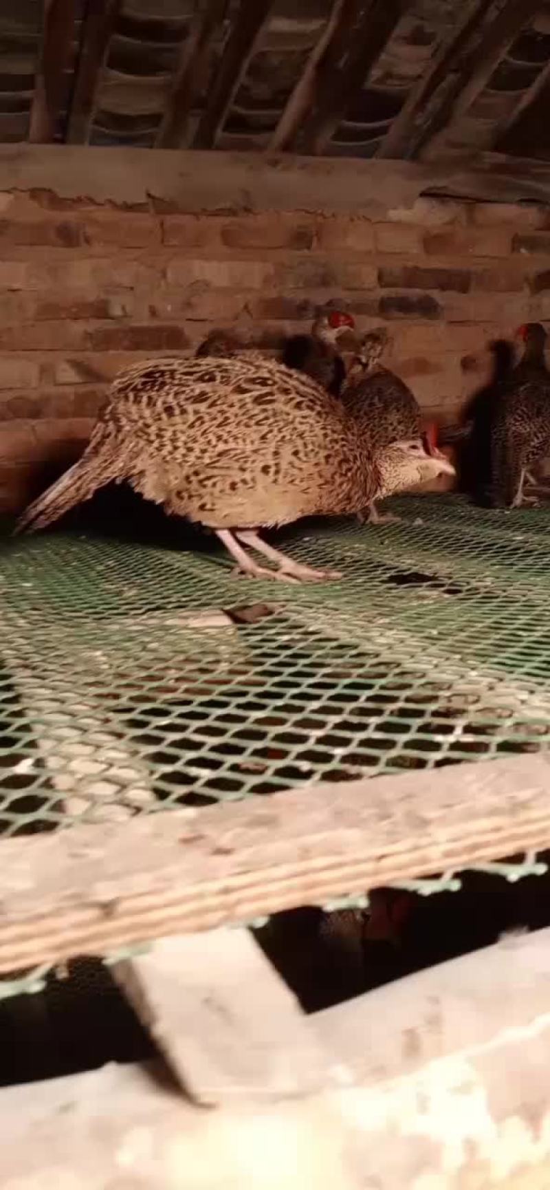 七彩商品母山鸡