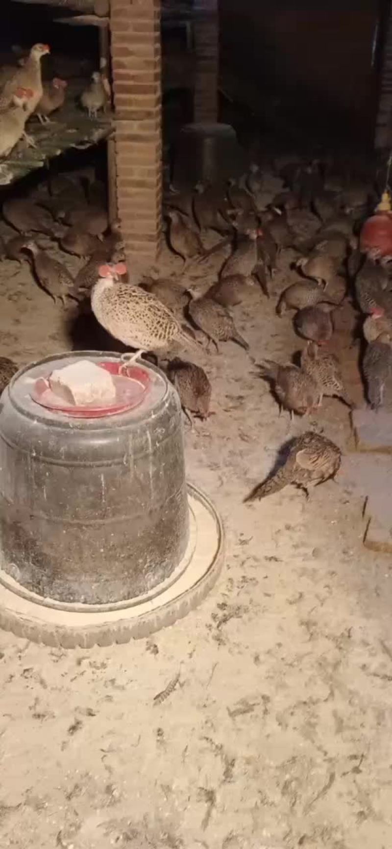 七彩商品母山鸡