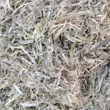 揉丝玉米秸秆