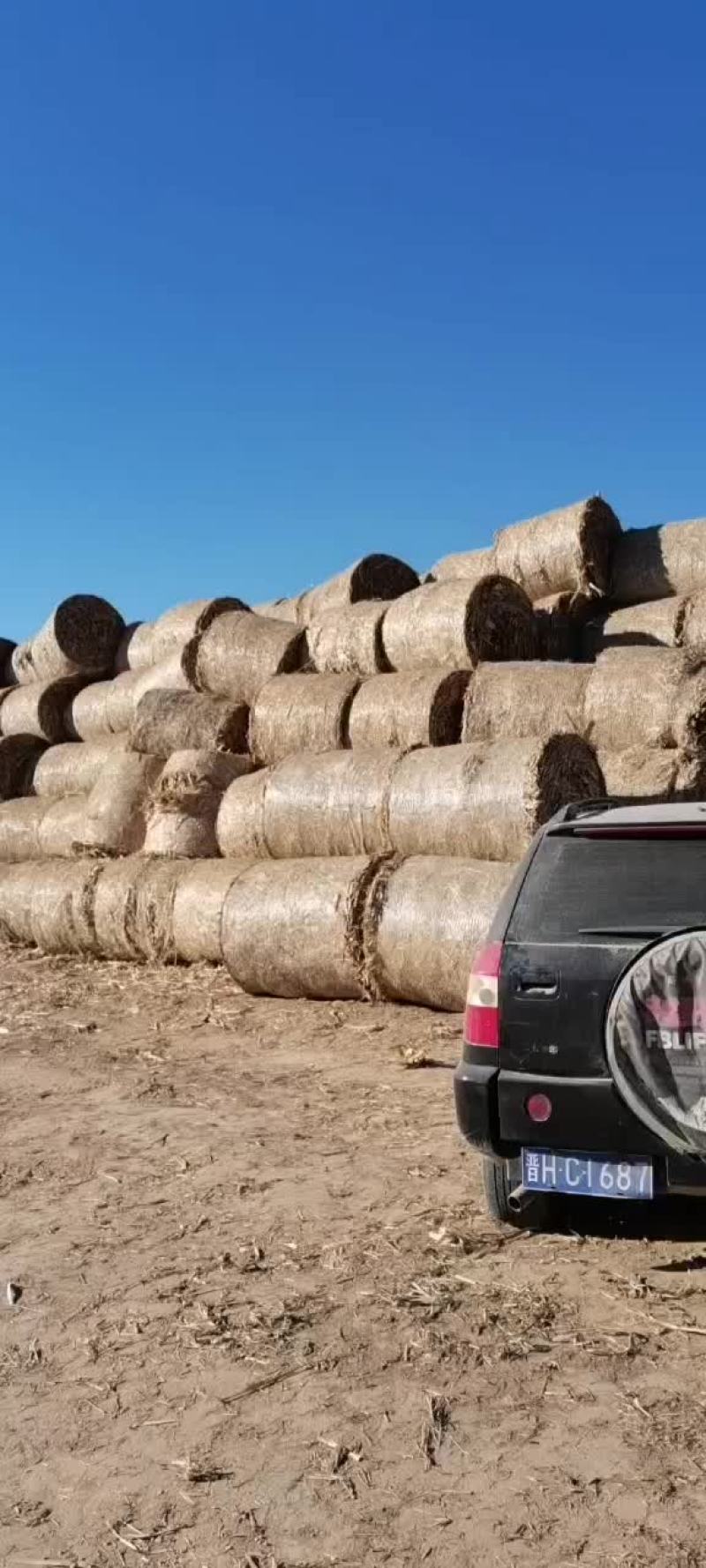 揉丝玉米秸秆