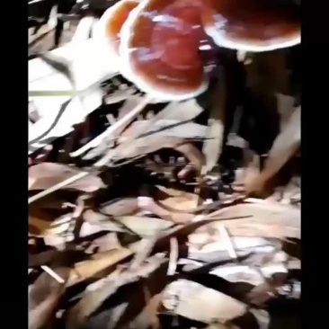 竹灵芝菌种