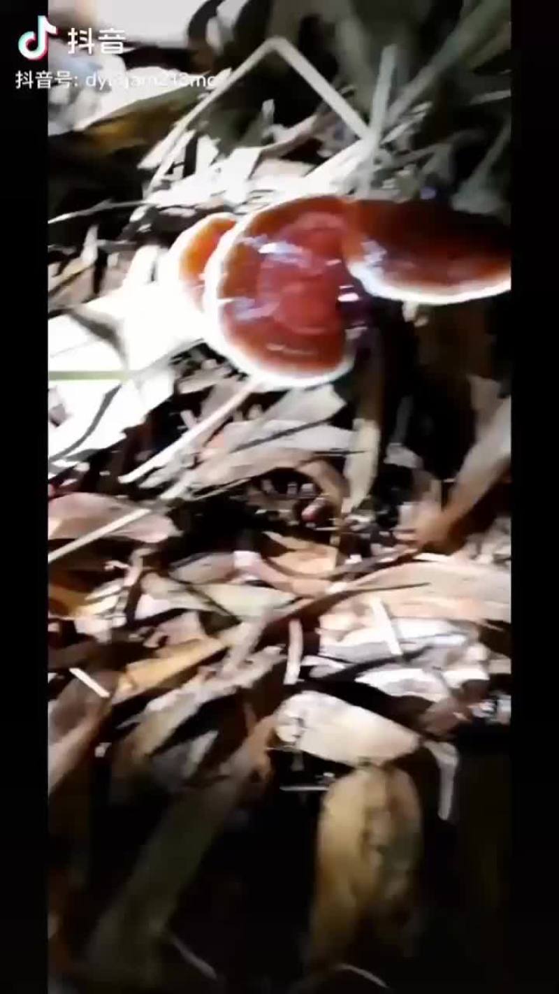 竹灵芝菌种
