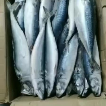 台鲅鱼