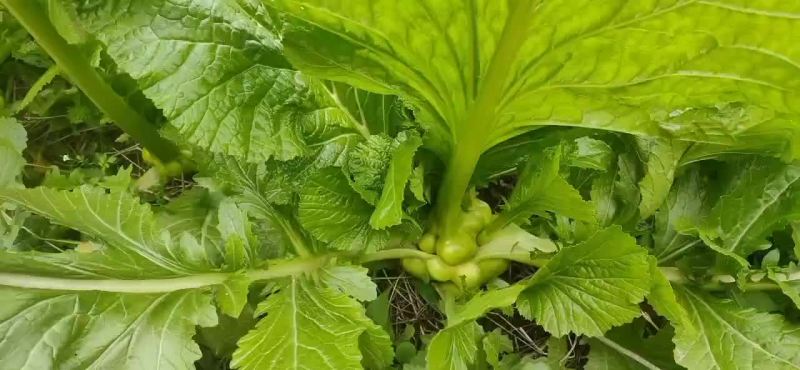 榨菜，基地货。大量