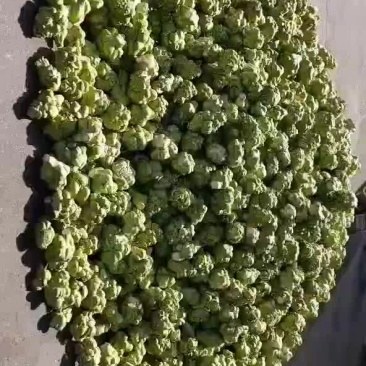 榨菜，基地货。大量