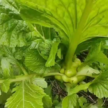 榨菜，基地货大量。价格。随行就市。欢迎来电详询