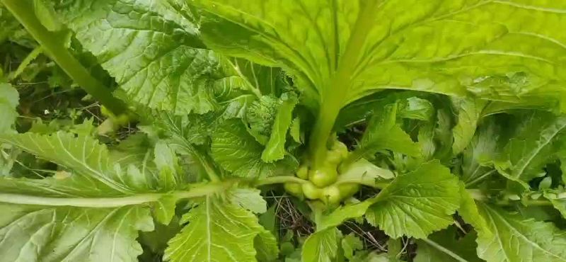 榨菜，基地货大量。价格。随行就市。欢迎来电详询