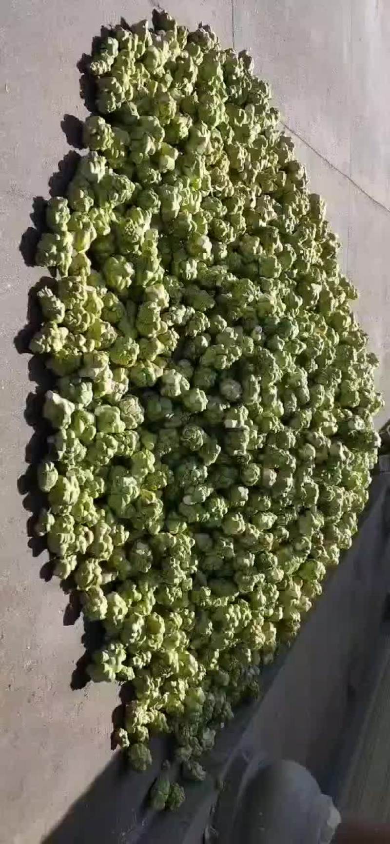 榨菜，基地货大量。价格。随行就市。欢迎来电详询
