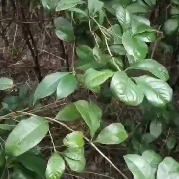 出售四季桂，月月桂，两个品种