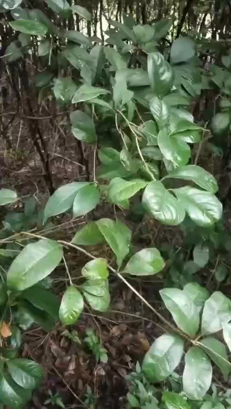 出售四季桂，月月桂，两个品种