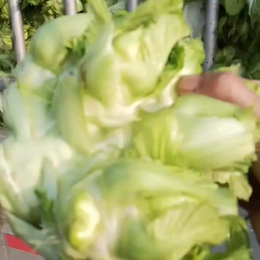 大量出售儿菜