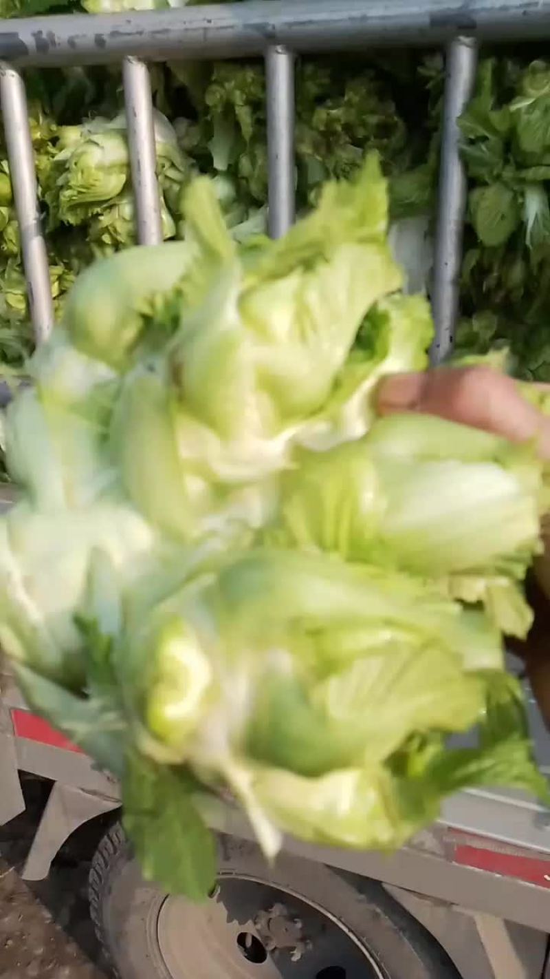 大量出售儿菜