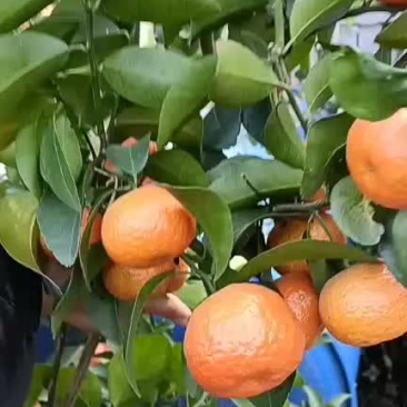 广西沙糖桔挺甜的有要的联系我哦
