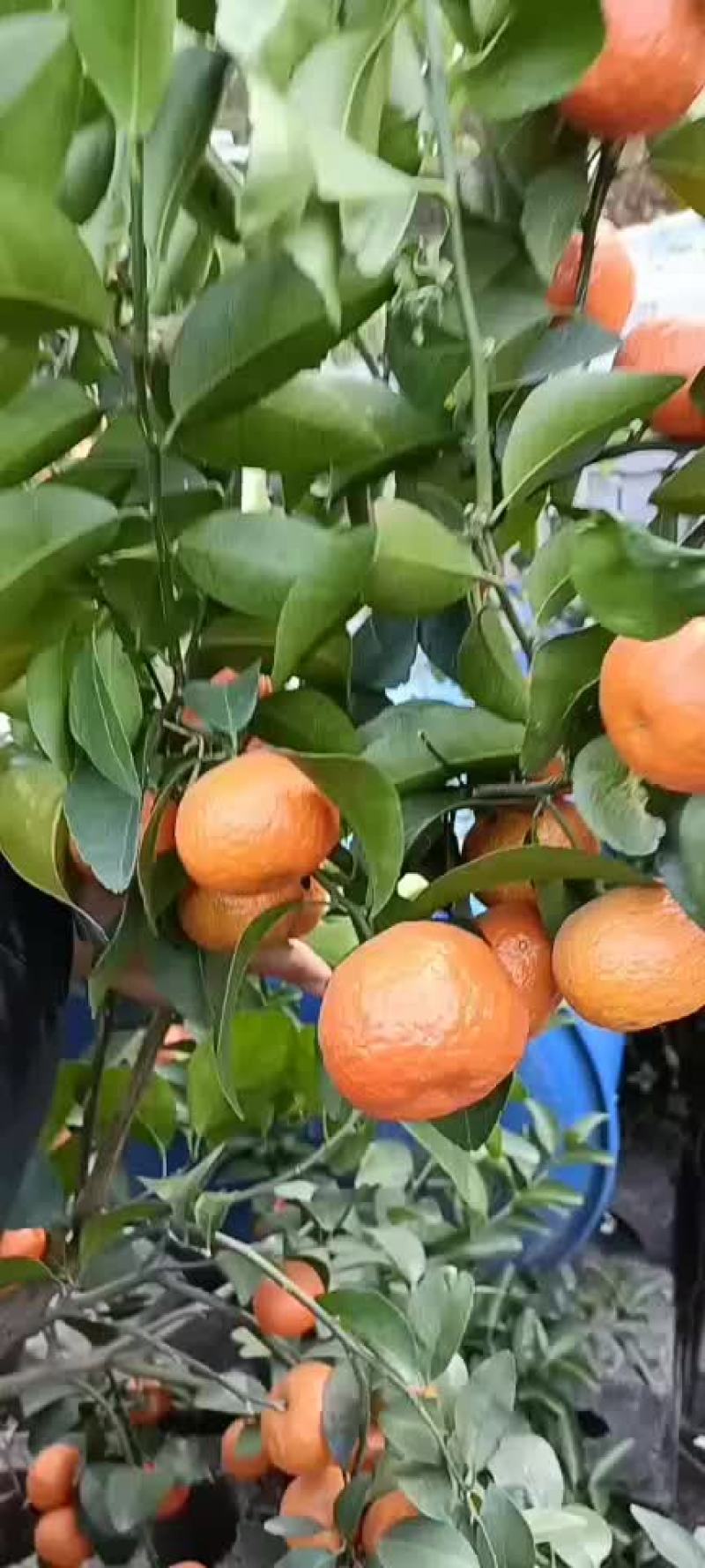 广西沙糖桔挺甜的有要的联系我哦