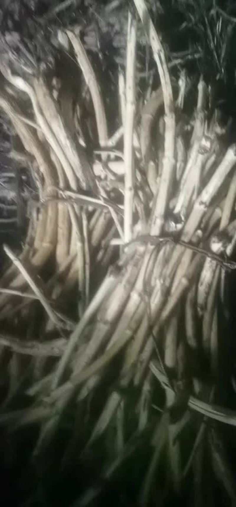 木通