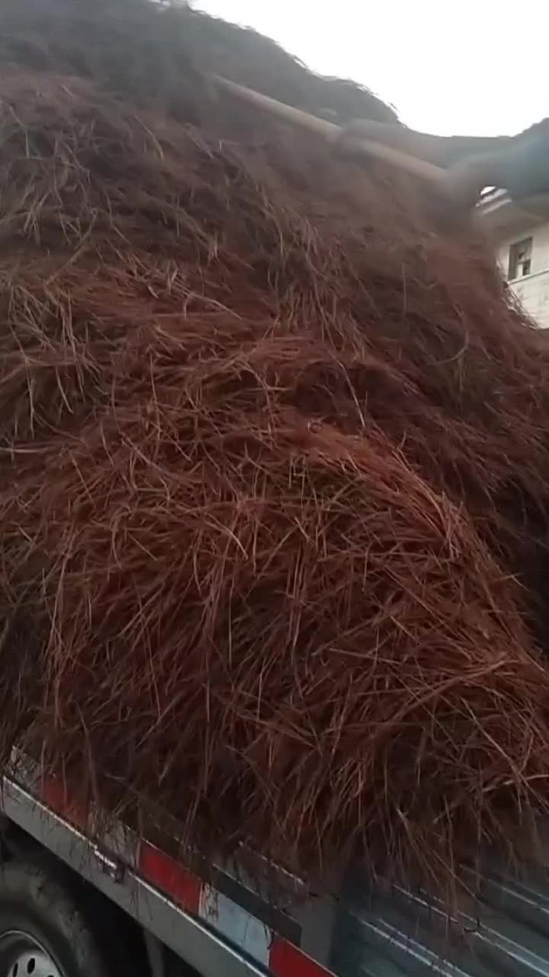 松针