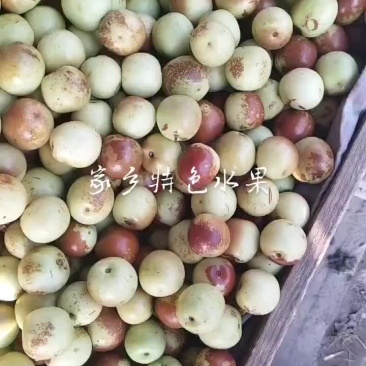 沾化冬枣