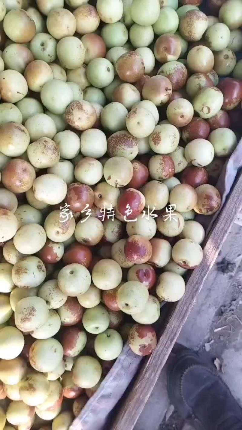沾化冬枣