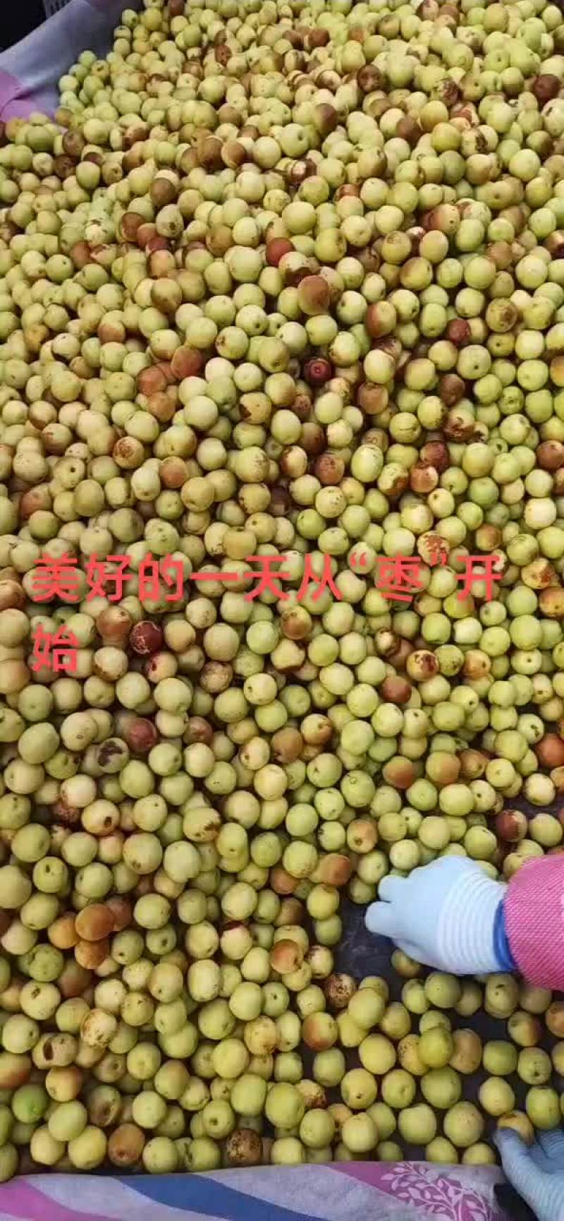 沾化冬枣