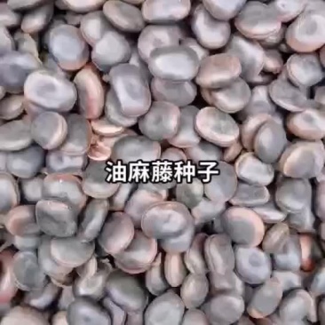 油麻藤种子