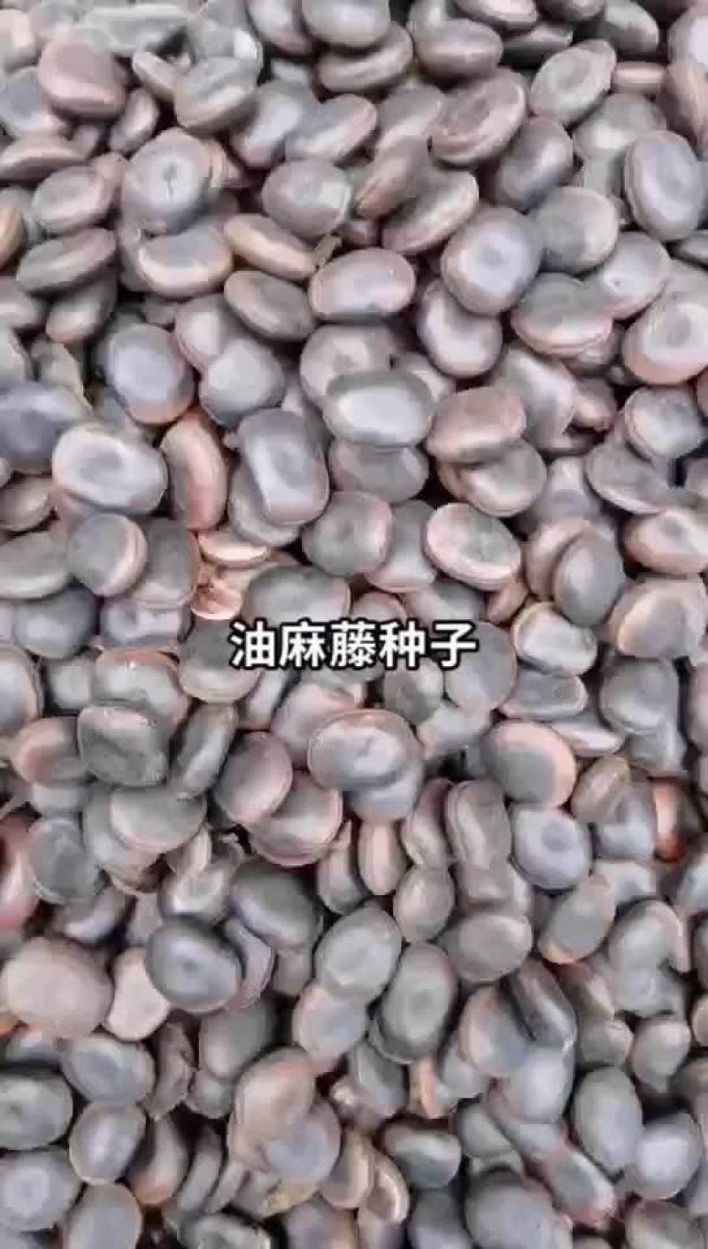 油麻藤种子