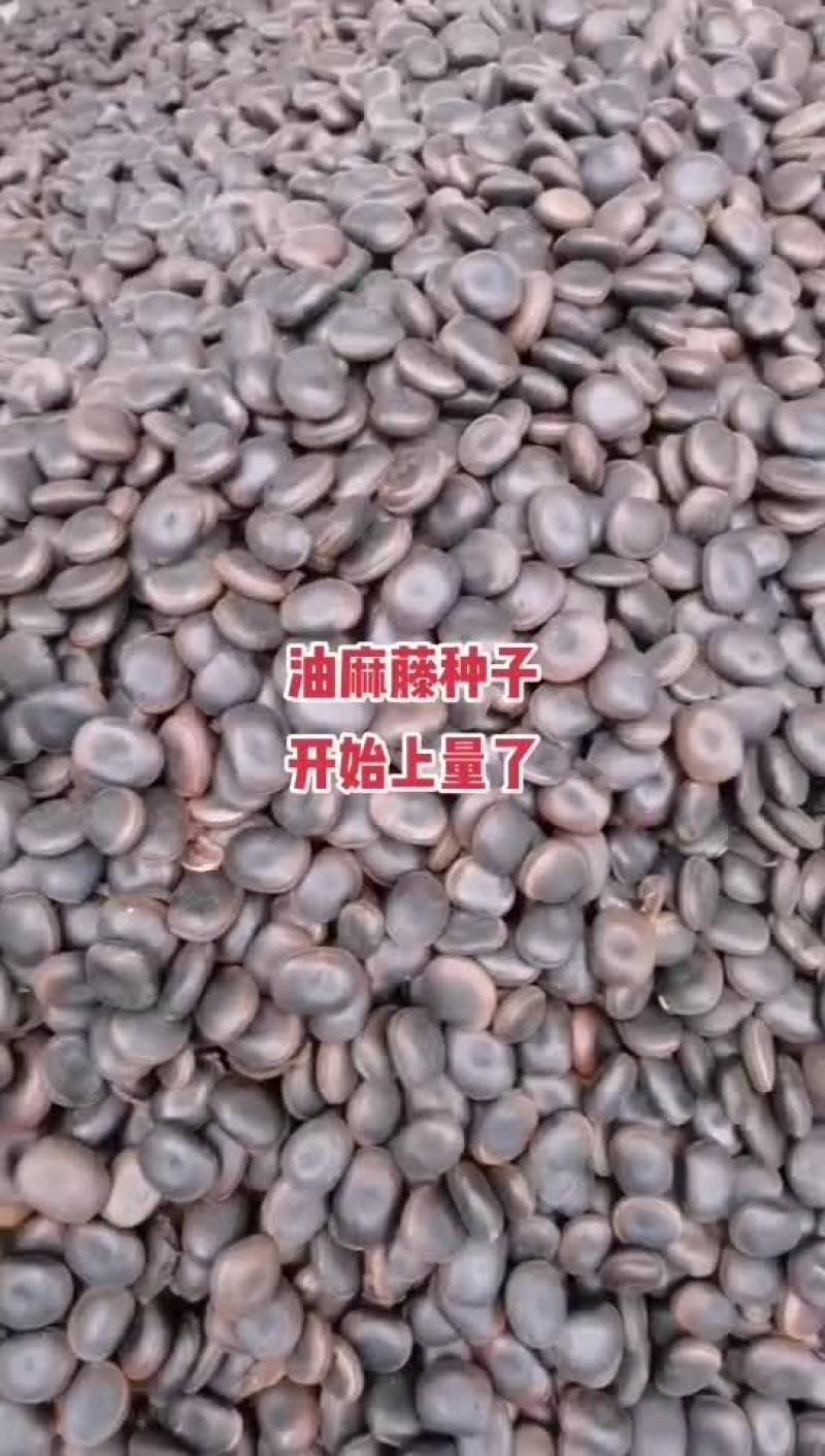 油麻藤种子