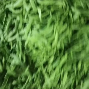 豆角