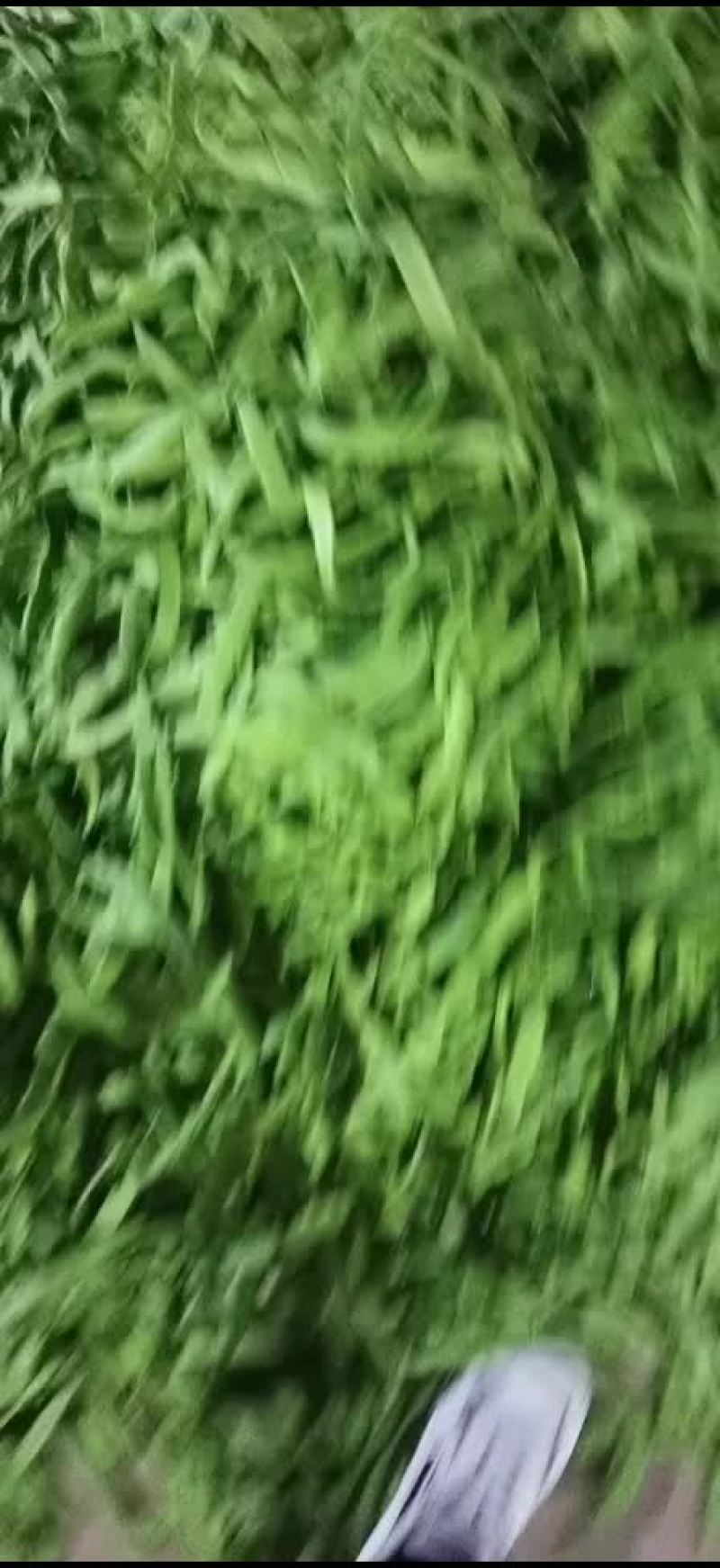 豆角