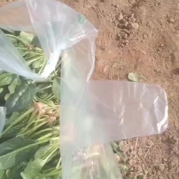菠菜
