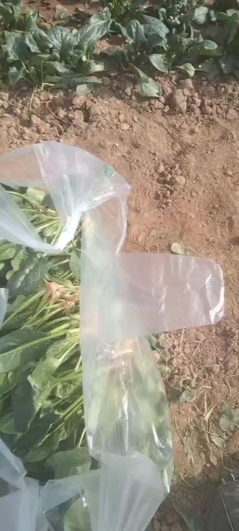 菠菜