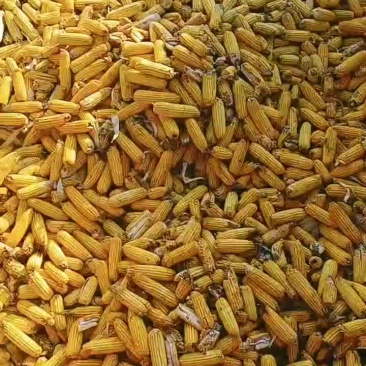 代发全国各地。大量供应玉米棒