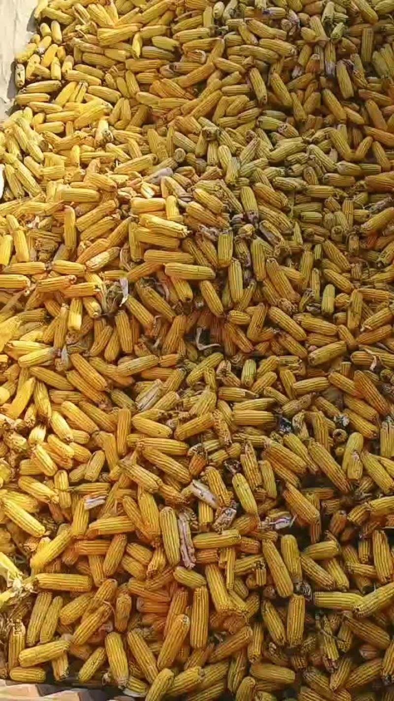代发全国各地。大量供应玉米棒