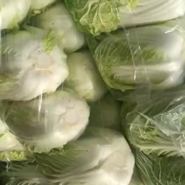 湖北荆门蔬菜基地大白菜欢迎各地老板来考察，诚信经营