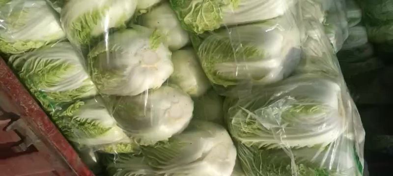 湖北荆门蔬菜基地大白菜欢迎各地老板来考察，诚信经营