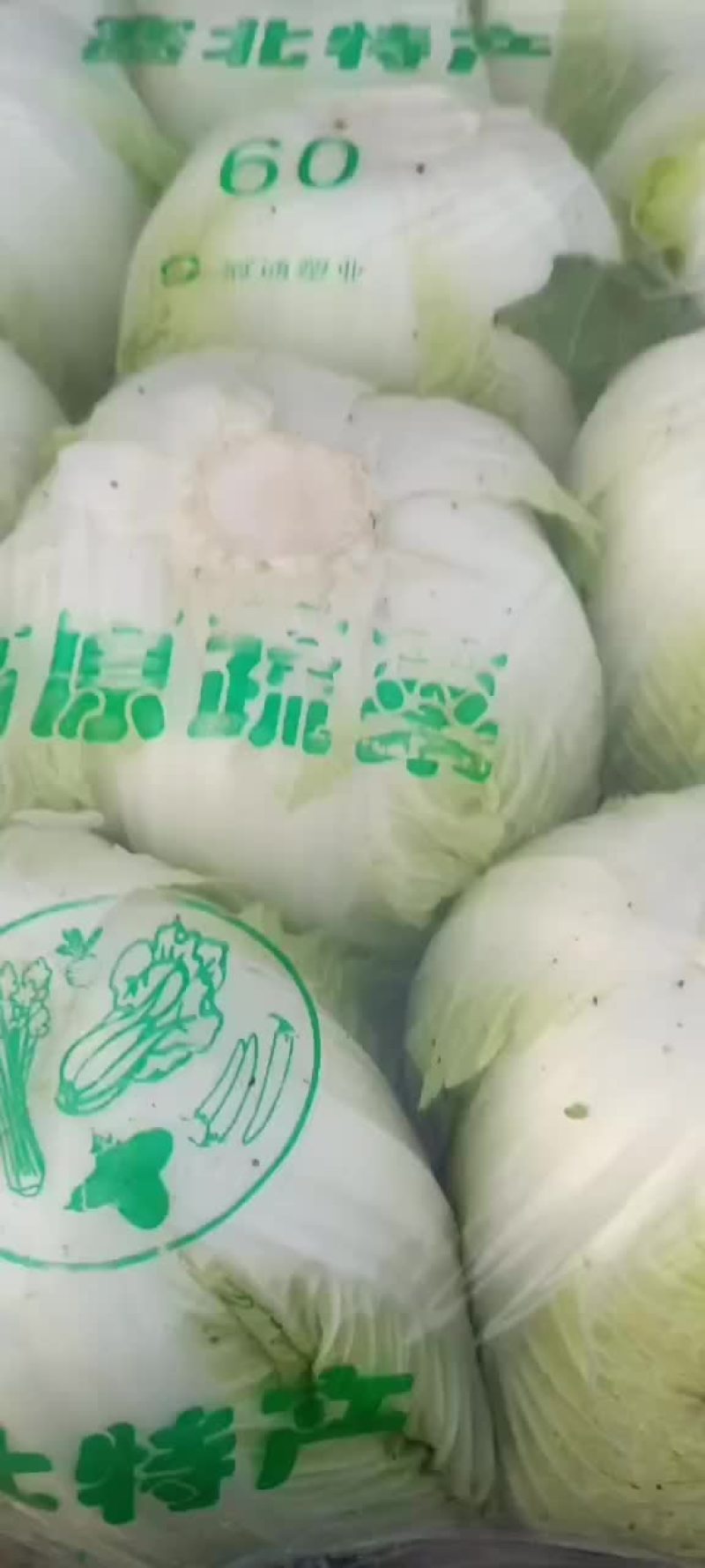 湖北荆门蔬菜基地大白菜欢迎各地老板来考察，诚信经营