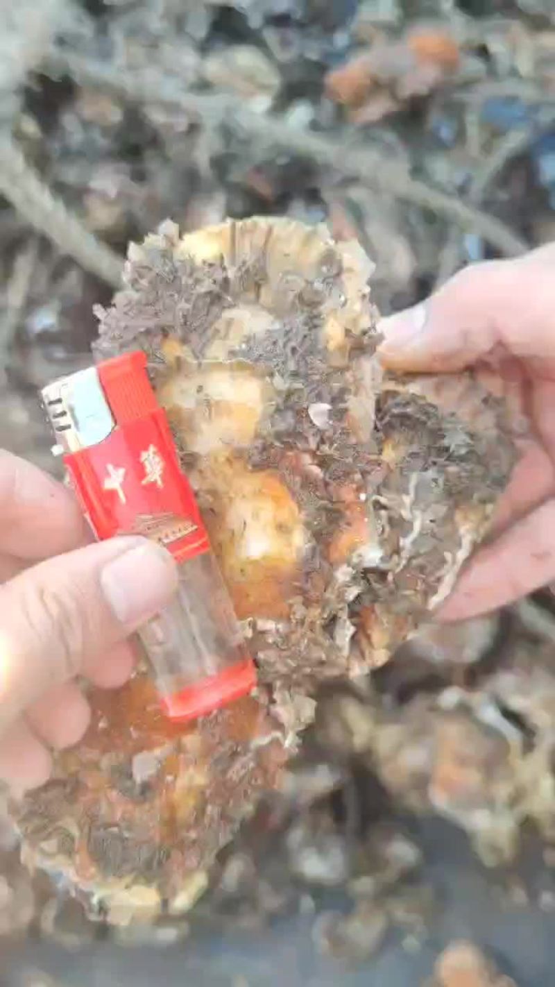 三倍体生蚝苗绳货