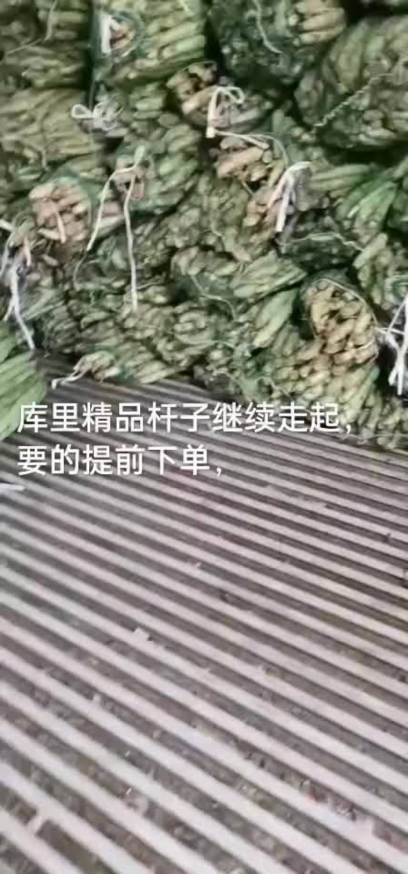 精品杆子，产地直销，货源充足，合作共赢，