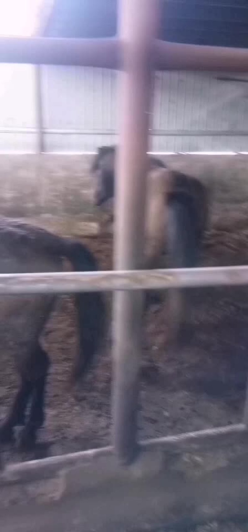 马放养马上市销售肉马骑乘马诚招全国各地客商前来选购